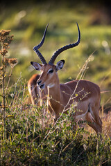 Vertical shot of a grazing thompson's gazelles in Masai Mara, Kenya