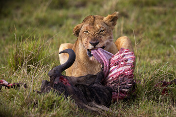 Female lion lying on the grass and eating the meat of her catch