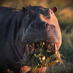 Portrait of a hippo with its mouth full of grass in Masai Mara, Kenya - obrazy, fototapety, plakaty