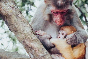 Makaken Affen im Kam Shan Country Park oder auch Monkey Mountain in Hong Kong
