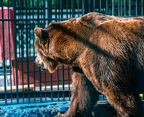 brown bear in zoo