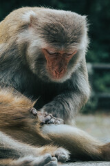 Makaken Affen im Kam Shan Country Park oder auch Monkey Mountain in Hong Kong