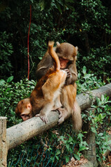 Makaken Affen im Kam Shan Country Park oder auch Monkey Mountain in Hong Kong