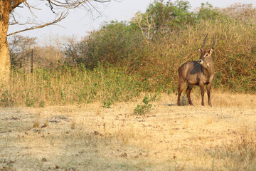 Lonely Waterbuck standing next to some dry hubs in Zambia.
