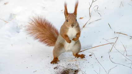 Schilderijen op glas Adorable squirrel in the snow in a park © Александр Лазаренко/Wirestock Creators