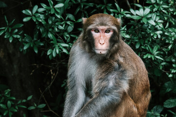 Makaken Affen im Kam Shan Country Park oder auch Monkey Mountain in Hong Kong