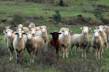 Ovejas de raza merina cerca de Paymogo, Huelva, España. Rebaño de ovejas mirando al fotógrafo en...