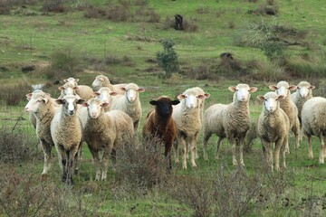 Fototapeta premium Ovejas de raza merina cerca de Paymogo, Huelva, España. Rebaño de ovejas mirando al fotógrafo en una dehesa andaluza.