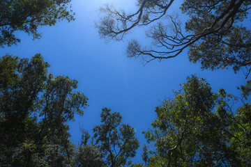 top of trees next to the blue sky
