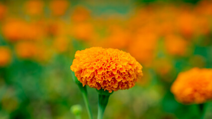 Marigold or Tagetes is a genus of annual or perennial, mostly herbaceous plants in the sunflower family Asteraceae.