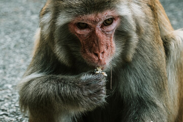 Makaken Affen im Kam Shan Country Park oder auch Monkey Mountain in Hong Kong