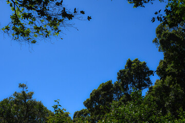 top of trees next to the blue sky