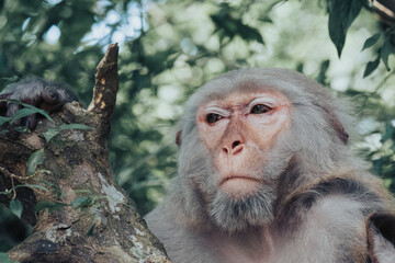 Makaken Affen im Kam Shan Country Park oder auch Monkey Mountain in Hong Kong
