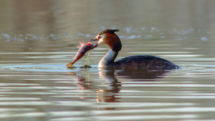 Great-crested grebe catching a fish in a lake