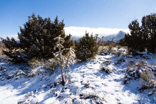 Unusual fresh snow on cacti and other plants on the Turquoise Trail, the 65-mile-long National Scenic Byway, NM 14, from Albuquerque to Santa Fe, New Mexico, USA