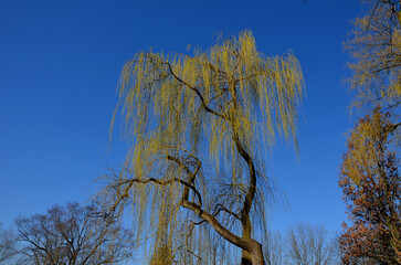 The weeping willow is a deciduous deciduous tree and grows in an arch. The shoots are bright...