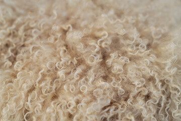 close up of curly lamb wool as a fluffy natural background