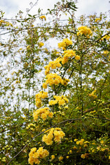 close-up buds Lady Banks rose, just Banks rose or Rosa banksiae, small light yellow inflorescences of roses and buds, spring