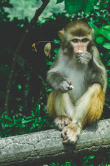 Makaken Affen im Kam Shan Country Park oder auch Monkey Mountain in Hong Kong