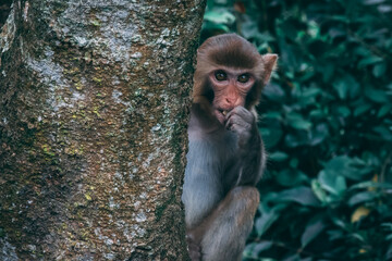 Makaken Affen im Kam Shan Country Park oder auch Monkey Mountain in Hong Kong