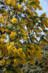 満開のミモザアカシア　和歌山県岩出市