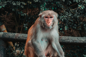 Makaken Affen im Kam Shan Country Park oder auch Monkey Mountain in Hong Kong