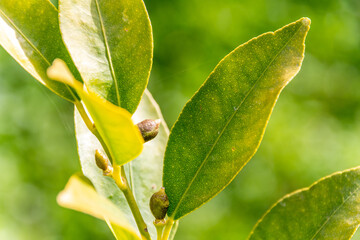 Fruto del limequat creciendo en la rama del árbol