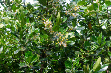 Calophyllum inophyllum flowers and leaves, a large evergreen plant, commonly called mastwood, beach calophyllum, on wood table
