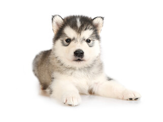 Obraz premium Small Alaskan Malamute puppy lying isolated on a white background