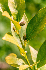 Fruto del limequat creciendo en la rama del árbol