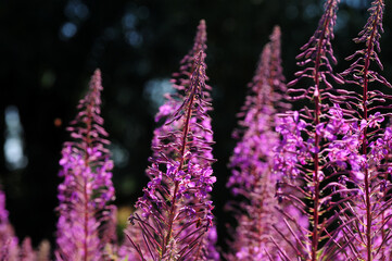 Schmalblättriges Weidenröschen