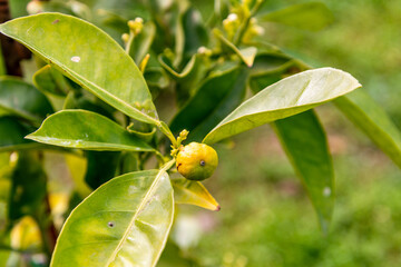 Mandarina creciendo en el mandarino