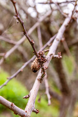 Árbol con pequeños frutos rojos en sus ramas
