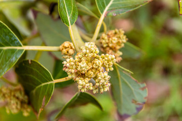 Aguacatero en flor en una finca ecológica