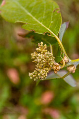 Aguacatero en flor en una finca ecológica