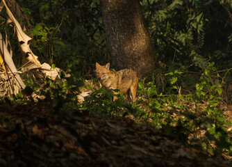 Indian Jackal or phew kol-bahl or ghog found in West Bengal india Asia