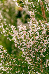 Brezo con sus ramas verdes y flores blancas