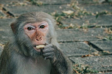 Makaken Affen im Kam Shan Country Park oder auch Monkey Mountain in Hong Kong