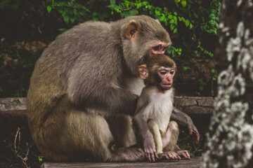 Makaken Affen im Kam Shan Country Park oder auch Monkey Mountain in Hong Kong