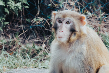 Makaken Affen im Kam Shan Country Park oder auch Monkey Mountain in Hong Kong