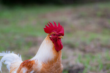 ボリスブラウン