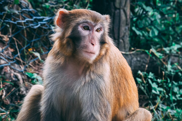 Makaken Affen im Kam Shan Country Park oder auch Monkey Mountain in Hong Kong