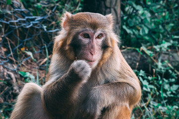 Makaken Affen im Kam Shan Country Park oder auch Monkey Mountain in Hong Kong