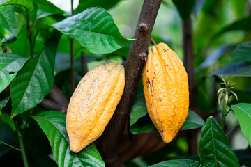 selective focus bright yellow cocoa fruit on a mature cocoa plantation in Asia village fresh green...