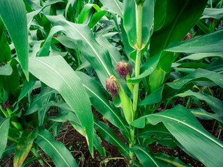 Obraz premium Green corn is growing in the fields of corn farmers in Thailand. The picture gives a feeling of freshness in the rainy season.