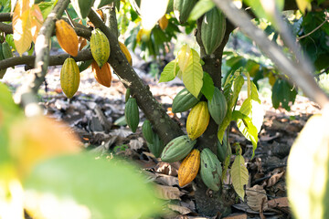 selective focus The cocoa fruit is starting to change its beautiful color. in agricultural fields...