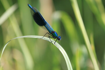 Banded Demoiselle Fly