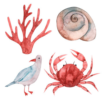 Watercolor set of marine animals isolated on white background. Red coral, crab. Shell, seagull.