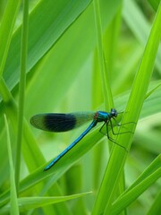 Banded Demoiselle Fly