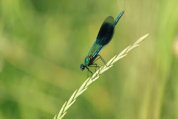Banded Demoiselle Fly
